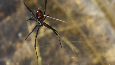 Vídeo-Estático-De-Una-Araña-Viuda-Negra-Del-Sur,-Latrodectus-Mactans,-En-Una-Red.