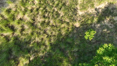 Dune-grass-on-sandy-dune-bluffs