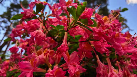 Leuchtend-Rosa-Azaleen-In-Voller-Blüte