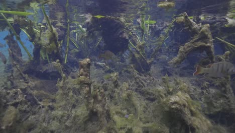 Underwater-view-of-fish-schooling-and-swimming-through-algae-and-vegetation-natural-florida-spring-water