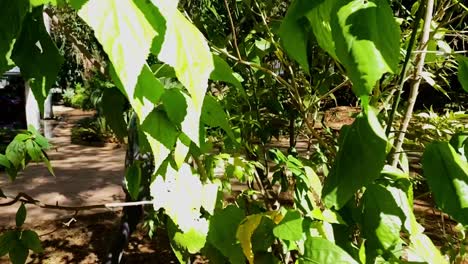 Partially-hidden-by-vegetation,-middle-aged-female-exercising,-slow-mo