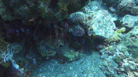 Beneath-the-sapphire-canopy-of-the-sea,-lionfish-glides-with-regal-poise