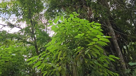 Dschungel-Komplettlösung,-Tiefer-Wald