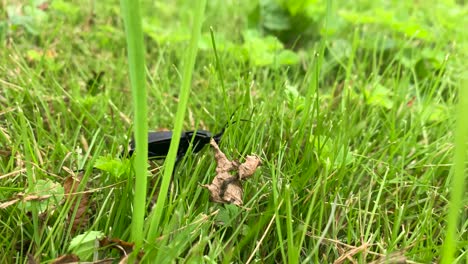 Scared-big-black-beetle-run-in-green-grass-meadow,-Latvian-nature