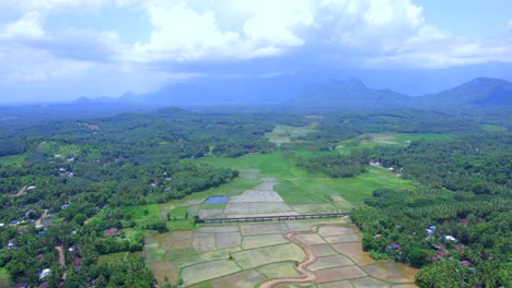 Campos-De-Arroz-O-Arrozales-En-Kollangode,-Distrito-De-Palakkad,-Kerala,-Sur-De-La-India