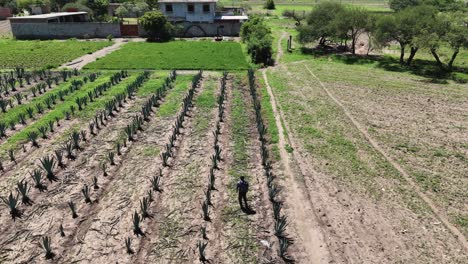 Vista-Elevada-De-La-Agricultura-Tradicional-De-Agave-En-La-Zona-Rural-De-Oaxaca,-Hombre-Inspeccionando