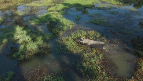 one-horned-rhino-in-Nepal