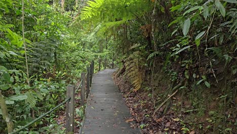 Walking-on-a-wooden-deck-path-in-the-green-forest