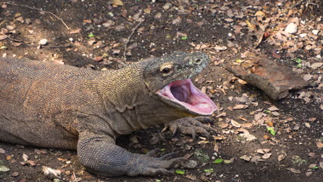 Komodowaran-Oder-Komodowaran-Gähnt-Und-Hält-Den-Kiefer-Im-Inseldschungelwald-Weit-Geöffnet---Nahaufnahme,-Zeitlupe