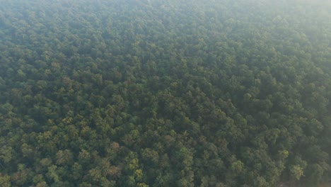 Grüner-Dichter-Wald-Von-Nepal