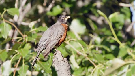 Bird-in-nature:-Robin-perched-on-tree-branch-with-green-foliage-behind