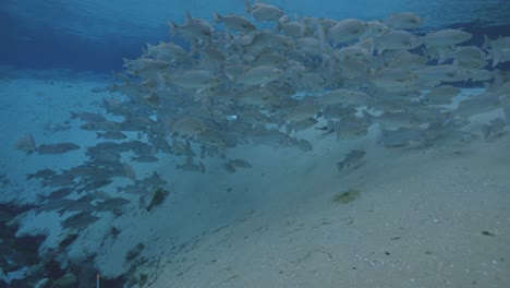 Underwater-view-of-striped-bass-fish-school-in-super-blue-natural-spring-water-with-sand-bottom