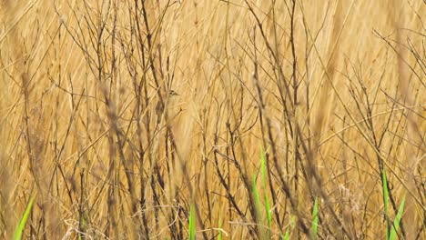 Sedge-Warbler-pecks-at-wing-as-it-glides-upward-along-plant-in-dense-yellow-field