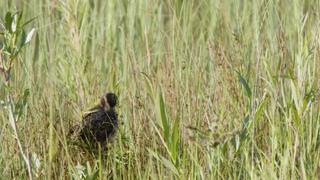 Red-Wing-Blackbird-chick-grooms-fluffy-plumage-in-wetland-ground-nest