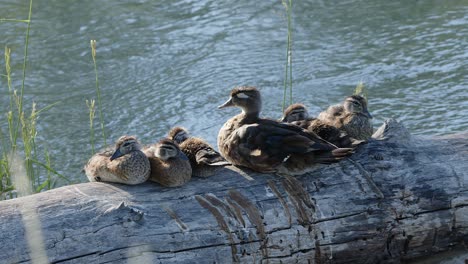 Wood-Duck-hen-with-five-fuzzy-ducklings-rest-on-sunny-log-by-stream