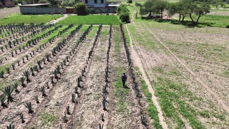 High-angle-view-of-traditional-agave-farming-in-rural-Oaxaca,-with-a-man-inspecting-crops