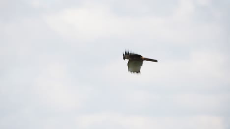 Western-Marsh-Harrier-flaps-wings-and-glides-through-cloudy-sky,-tracking-follow