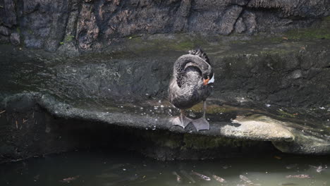 Männlicher-Schwarzer-Schwan-Putzt-Sich-Am-Ufer-Eines-Sees