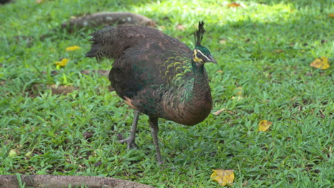 Grüner-Pfau-Weiblicher-Vogel-Fütterung-Auf-Einer-Wiese-Pickt-Gras