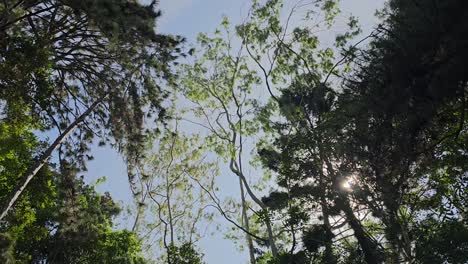 Bottom-up-view-of-lush-green-foliage-of-trees-with-sunlight