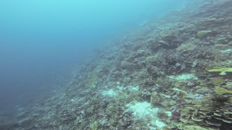 A-deep-sea-coral-reef,-showcasing-the-stunning-diversity-of-corals-in-clear-blue-waters-of-Raja-Ampat-in-Indonesia-and-causing-Thalassophobia