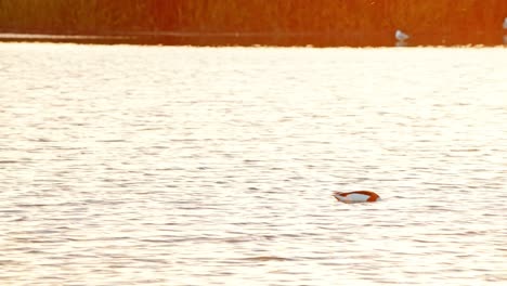 Single-Common-shelduck-swims-across-lake-with-head-in-water-at-sunset