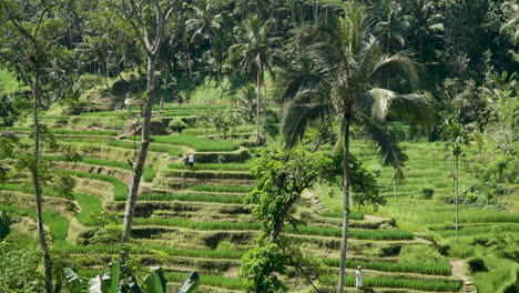 Reisfelder-Auf-Bali