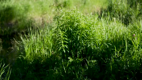 Slowly-panning-footage-of-some-plants-and-a-rural-river-moved-by-wind-with-a-rural-brown-river-in-the-background-and-some-bis-playing-in-4K