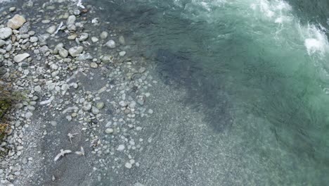 School-of-adult-salmon-holding-in-a-river-in-the-Pacific-Northwest