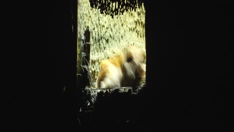 Orientalische-Lorbeereule-Oder-Phodilus-Badius-Auf-Ihrem-Nest-In-Der-Nacht