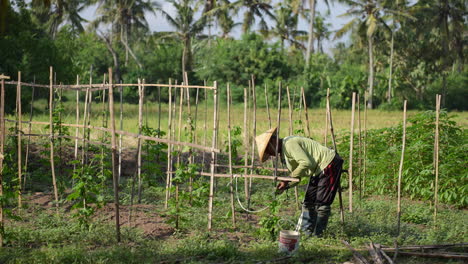 A-Balinese-worker-plants-chilli-seedlings-in-a-field,-using-traditional-methods-to-tend-to-the-crops