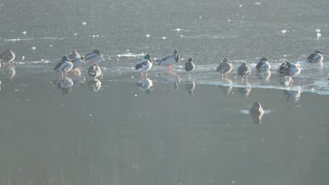 Ducks-rest-and-stroll-on-the-icy-surface-of-a-small-pond-near-an-ice-hole