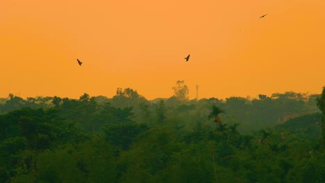 Eagles-Flying-Through-The-Forest-With-Orange-Sunset-Sky---Zoom-In