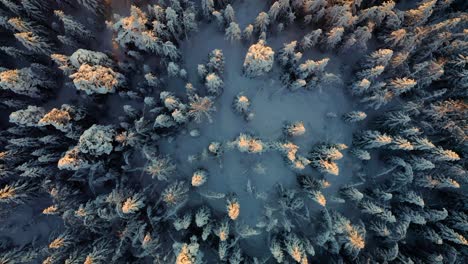 Winter-snow-covered-evergreen-pine-trees-with-golden-glow-of-sunlight,-drone-top-down-bird's-eye-view