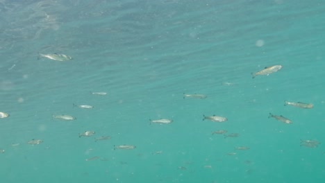 Juvenile-Pacific-salmon-swimming-in-the-open-ocean