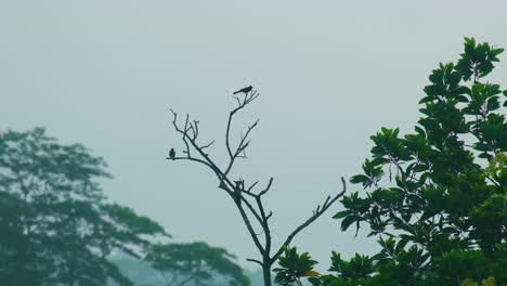 BulBul-and-Woodpecker-Birds-Resting-on-a-Barren-Tree-in-Rainforest-with-a-Gloomy-Sky