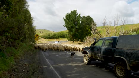 Flock-of-sheep-obstructing-a-rural-road-to-a-ranchera-car