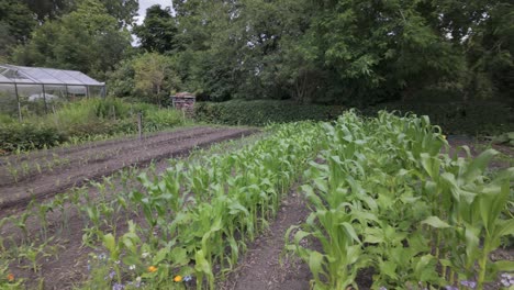 Cultivo-Orgánico-De-Maíz-Y-Hortalizas-En-Un-Jardín-Comunitario-Urbano-En-Leiden,-Países-Bajos