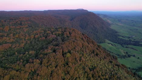 Dense-Thicket-Of-Kaimai-Ranges-In-Wairere-Falls,-Waikato-Track-In-North-Island,-New-Zealand