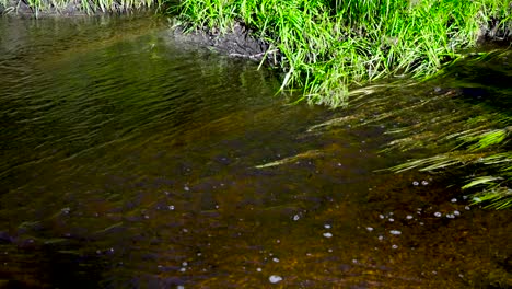 Wunderschöne-Aufnahmen-Eines-Ländlichen-Flusses-Und-Baches-Mit-Wildwasser-In-4K-In-Estland,-Europa,-Tagsüber,-Wenn-Die-Sonne-Scheint