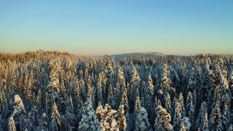 Golden-hour-soft-glow-of-light-on-horizon-as-sun-spreads-across-evergreen-trees-covered-with-dusting-of-snow