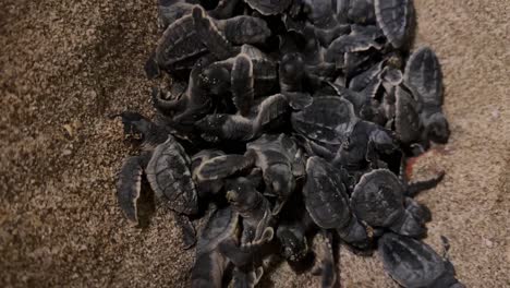 Bebé-Recién-Nacido-Tortuga-Carey-Emerge-Cáscara-De-Huevo-Debajo-De-La-Arena-Conservación-Playa-Irán-Hábitat-Protegido-Vida-Marina-Naturaleza-Vida-Silvestre-Ecosistema-Costero-Conservación-De-Tortugas-Protección-Del-Medio-Ambiente