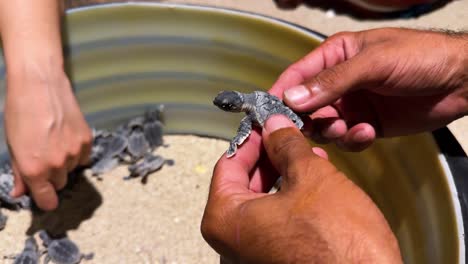 Conservacionista-Tortuga-Carey-Bebé-Recién-Nacido-Huevo-Debajo-Arena-Playa-Protección-De-La-Vida-Silvestre-Marina-Hábitat-Costero-Orilla-Arenosa-Cría-De-Tortuga-Rescate-Conservación-De-La-Naturaleza-Asistencia-Junto-Al-Mar-Bienestar-Animal