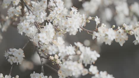 Una-Vista-De-Cerca-De-Las-Delicadas-Flores-De-Cerezo,-Enfatizando-Sus-Suaves-Pétalos-Rosados-Y-Su-Intrincada-Belleza-Natural