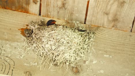 Barn-swallow-in-bird-nest-built-below-wooden-roof-from-mud-and-straw