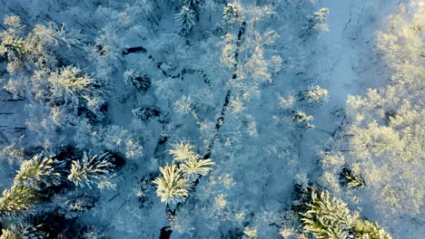 Drone-top-down-pan-across-snow-covered-forest-with-river-and-shadows-on-cool-landscape