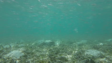 Schwarm-Grätenfische,-Die-über-Einem-Seegrasbett-Im-Klaren,-Blauen-Wasser-Schwimmen