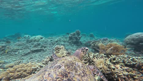 An-underwater-shot-from-the-perspective-of-a-sea-turtle-as-it-swims-over-a-vibrant-coral-reef