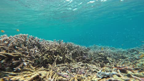 A-sea-turtle-swims-in-the-distance-among-lively-coral-reef