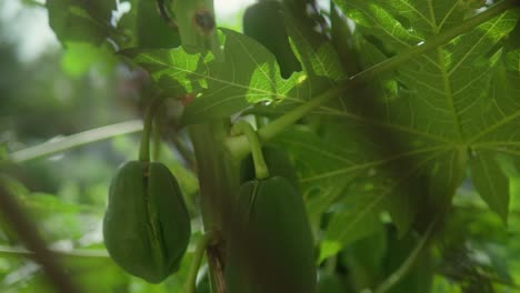 Green-papayas-hanging-on-a-tree-branch-in-a-lush-garden